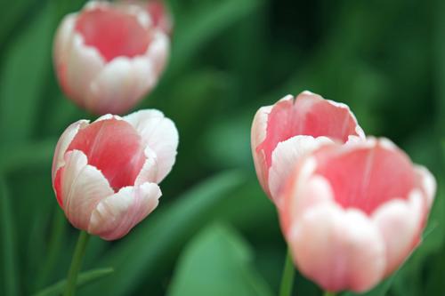 В Гатчине весной расцветут более 78 тысяч тюльпанов 