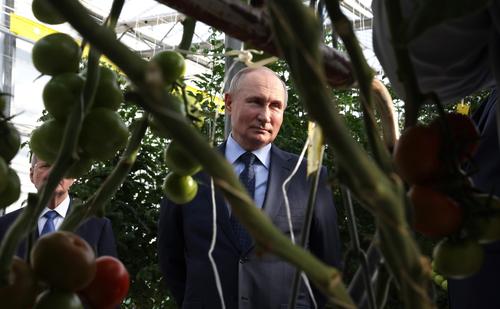 Путин сказал, что он любит и огурцы, и помидоры 