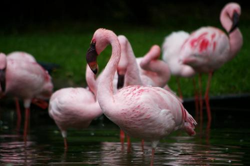 В Крыму отдыхает крупная стая розовых фламинго