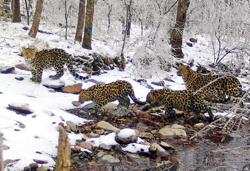 Семья редких леопардов из России перебралась жить в Китай