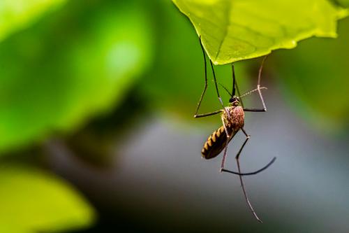 Роспотребнадзор: Чтобы не заразиться лихорадкой денге, носите закрытую одежду