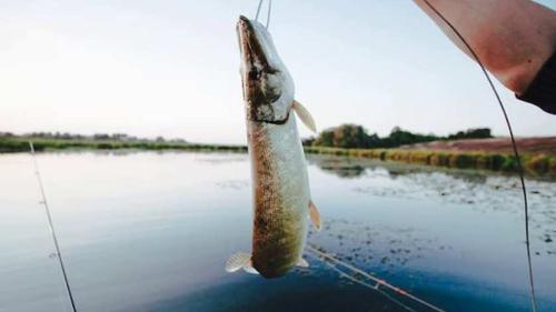 Рыбный рекорд: почему рыба остается для россиян «золотой»?