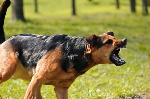 ИП по отлову животных обвинили в смертельном нападении собак на хабаровчанина