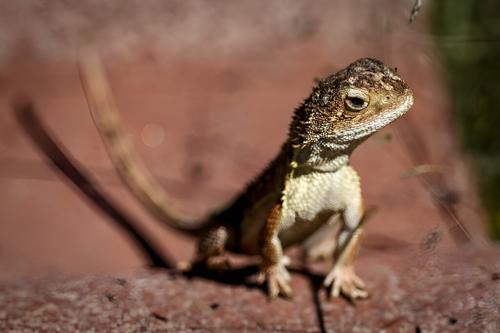 Австралия борется за спасение последних 11 диких «безухих драконов»