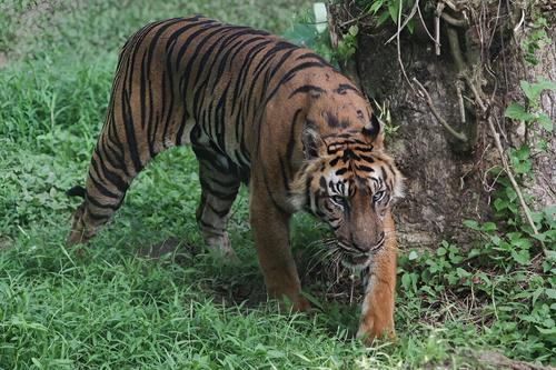 Возможно, яванский тигр все еще может существовать