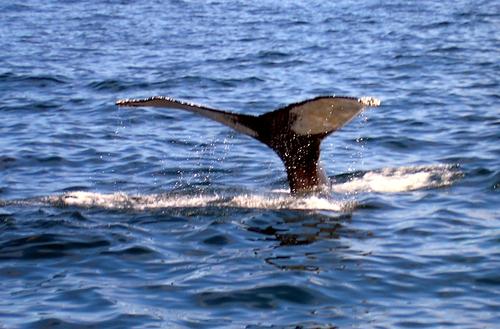 Король коренных новозеландцев потребовал признать китов личностями