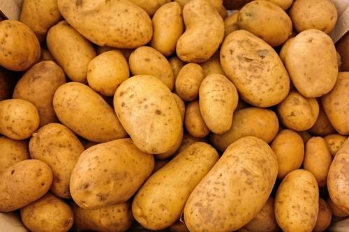 Больше половины Петербуржцев решили не сажать картошку в этом сезоне