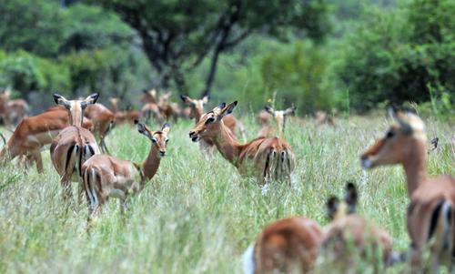Южная Африка хочет сохранить своих диких животных, употребляя их в пищу