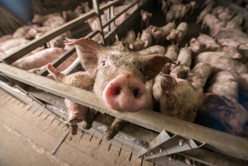 В Хабаровском крае выявили африканскую чуму свиней