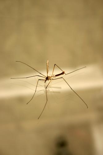 Энтомолог рассказал, когда в Москве появятся первые комары