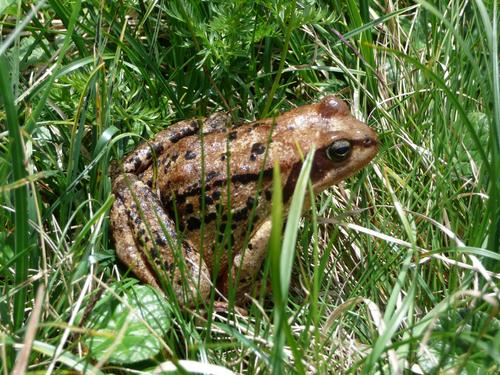 Смольный обратил внимание на проблемы петербургских жаб