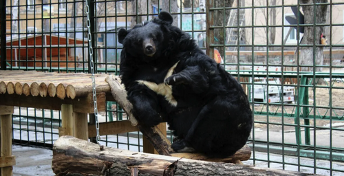 В Хабаровском крае медведицу Шурочку поздравили с весенним пробуждением