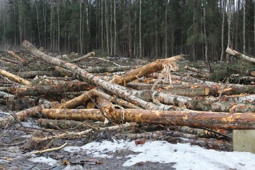 Петербуржцы недовольны вырубкой деревьев на севере города