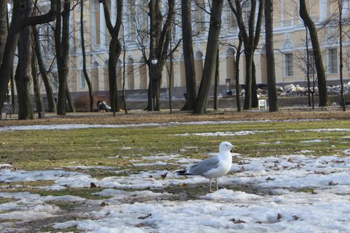 В Петербурге ожидается снег и ветер