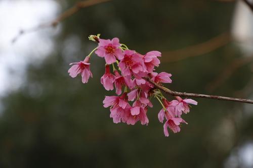 Сакуры в Ботаническом саду начали цвести