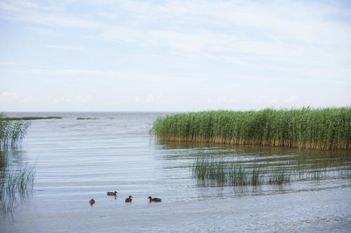 Прокуратура требует очистить от отходов участок в водоохранной зоне Петербурга