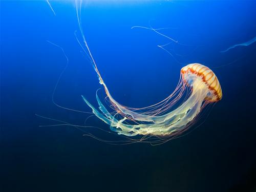 Профессор Темерева: контакт с медузой опасен для здоровья