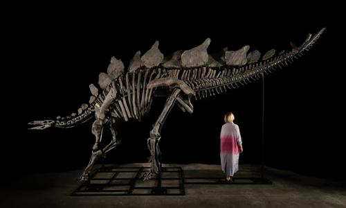Окаменелость стегозавра будет выставлена на аукцион Sotheby's geek week