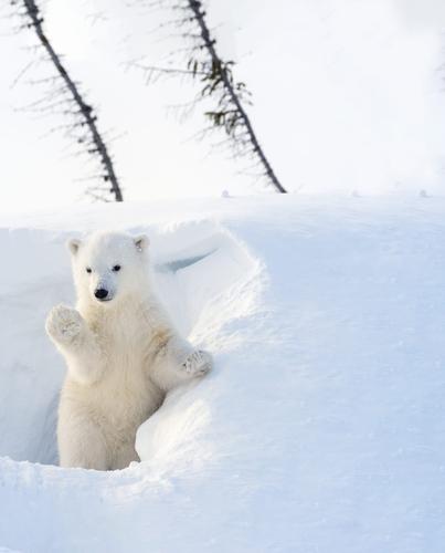 «Роснефть» продолжит научные исследования в Арктике
