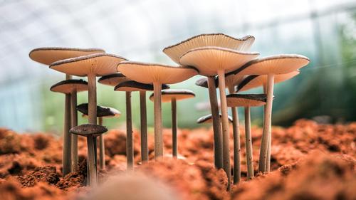 Паразитолог Бартули: отравление может произойти и из-за съедобных грибов