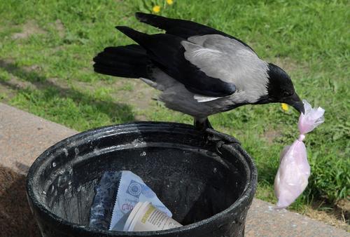 За прошедшие выходные жители Петербурга направили свыше 380 жалоб на мусор