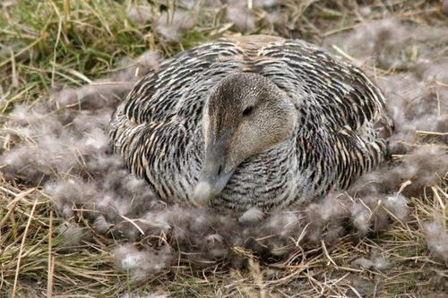 Орнитологи выяснят причины сокращения популяции утки-гаги на севере России