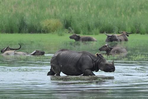 В Индии затопило национальный парк, убив шесть краснокнижных носорогов 