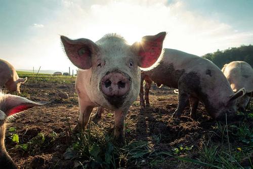 Просто свинство: дикие животные кошмарят жителей села Федорково