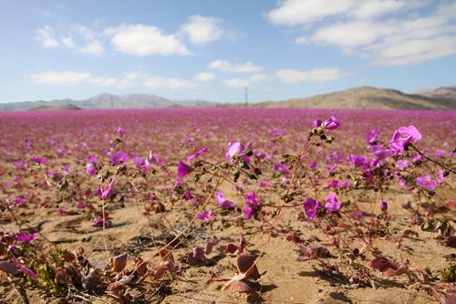 Чилийская пустыня Атакама зацвела после дождя