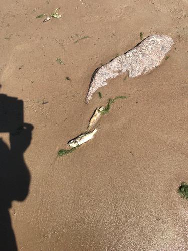 Массовая гибель рыбы на пляже в Репино связана с нехваткой кислорода в воде