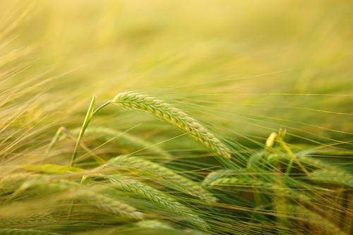 «Золотая» коллекция пшеницы 100-летней давности может помочь накормить мир