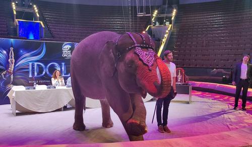 Самый масштабный фестиваль циркового искусства снова проводится в России