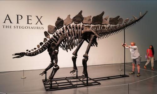 Самая крупная окаменелость стегозавра продана за 44,6 миллиона долларов