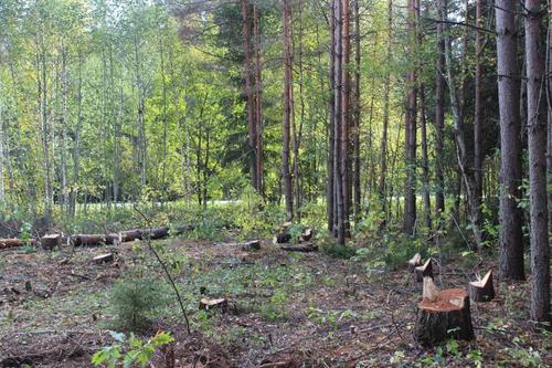 В Ленобласти пойман мужчина за незаконный спил березы и ольхи