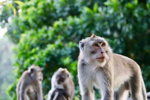 В Таиланде школьники ходят с оружием, чтобы защититься от обезьян