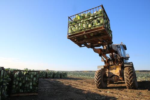 Ленобласть нарастит аграрные площади на более чем 115 тысяч гектаров