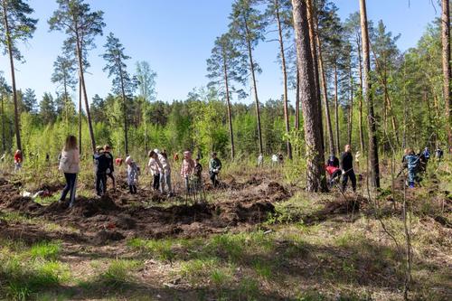 За сезон в Челябинской области клещи покусали почти 13 тысяч человек