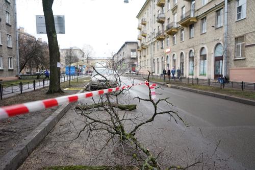 Сотрудники МЧС 33 раза ликвидировали последствия шквалистого ветра в Петербурге