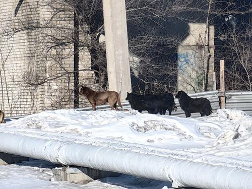 Собачьи войны: очередное нападение животных на людей в Хабаровском крае