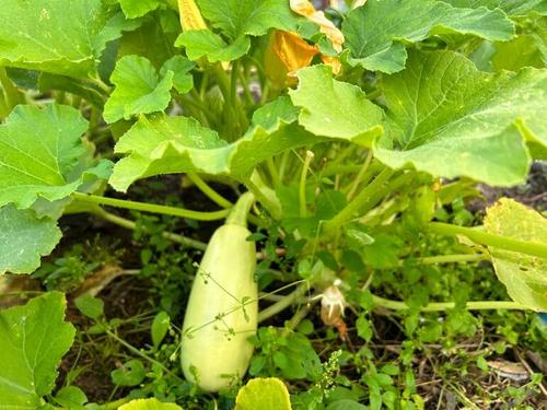 Огороды жителей Суоярви заполняют канализационные отходы