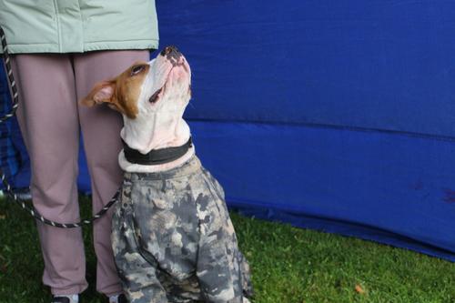 УФАС Петербурга выявило обман в составе корма для собак с мясом кабана