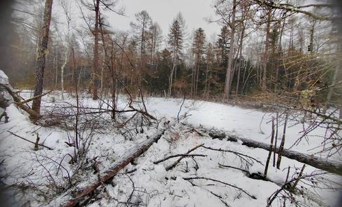 Житель Хабаровска предстанет перед судом за незаконную вырубку леса