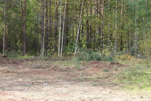 За вторую неделю мая клещи кусали петербуржцев 174 раза