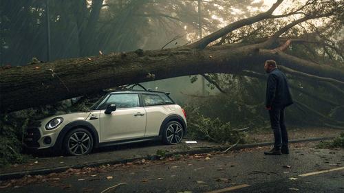 В Ялте деревья падали на машины В Ялте деревья падали на машины