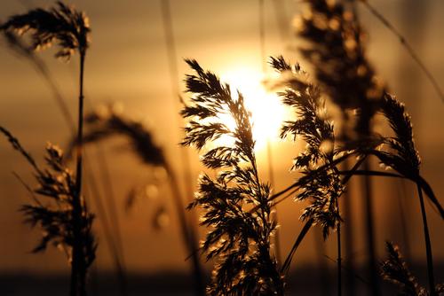На Солнце произошла серия выбросов плазмы длиной свыше миллиона километров