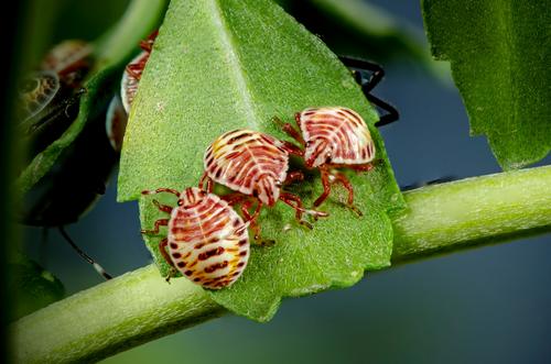 Роспотребнадзор сообщил, что каждый шестой клещ нападает на ребенка Роспотребнадзор сообщил, что каждый шестой клещ нападает на ребенка