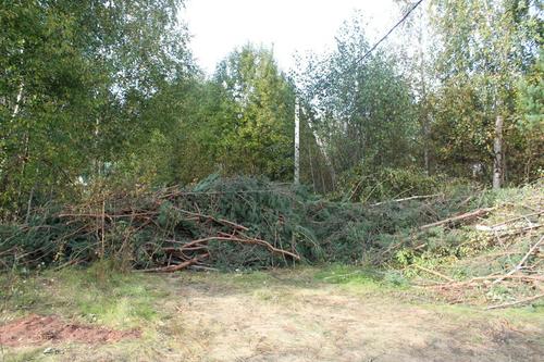В Гатчинском районе обнаружена недостача 400 гектаров леса 