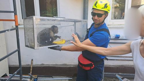 Обезьяна два дня водила за нос своих спасателей