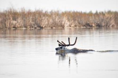 «Роснефть» продолжает исследования дикого северного оленя