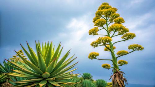 В Крыму распустилась агава, что символизирует движение к смерти В Крыму распустилась агава, что символизирует движение к смерти